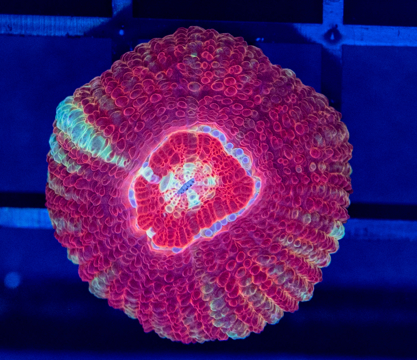 G36 Asian ACAN