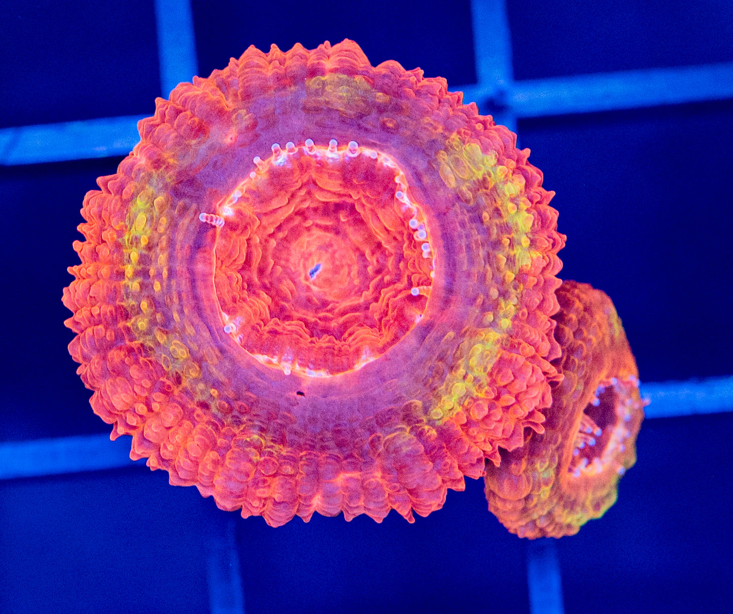 G39 ACAN