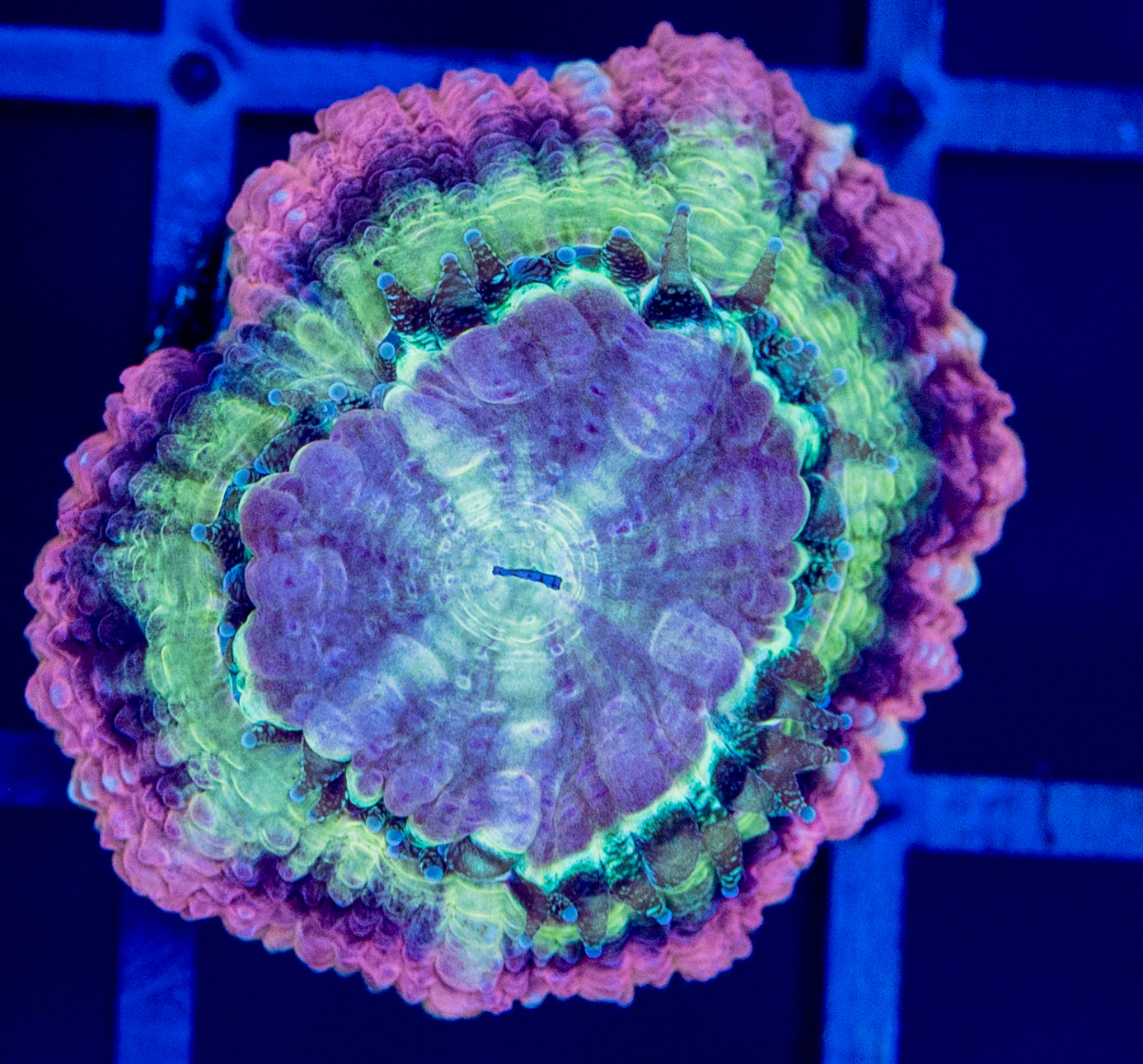 G43 Out Of Space Asian ACAN