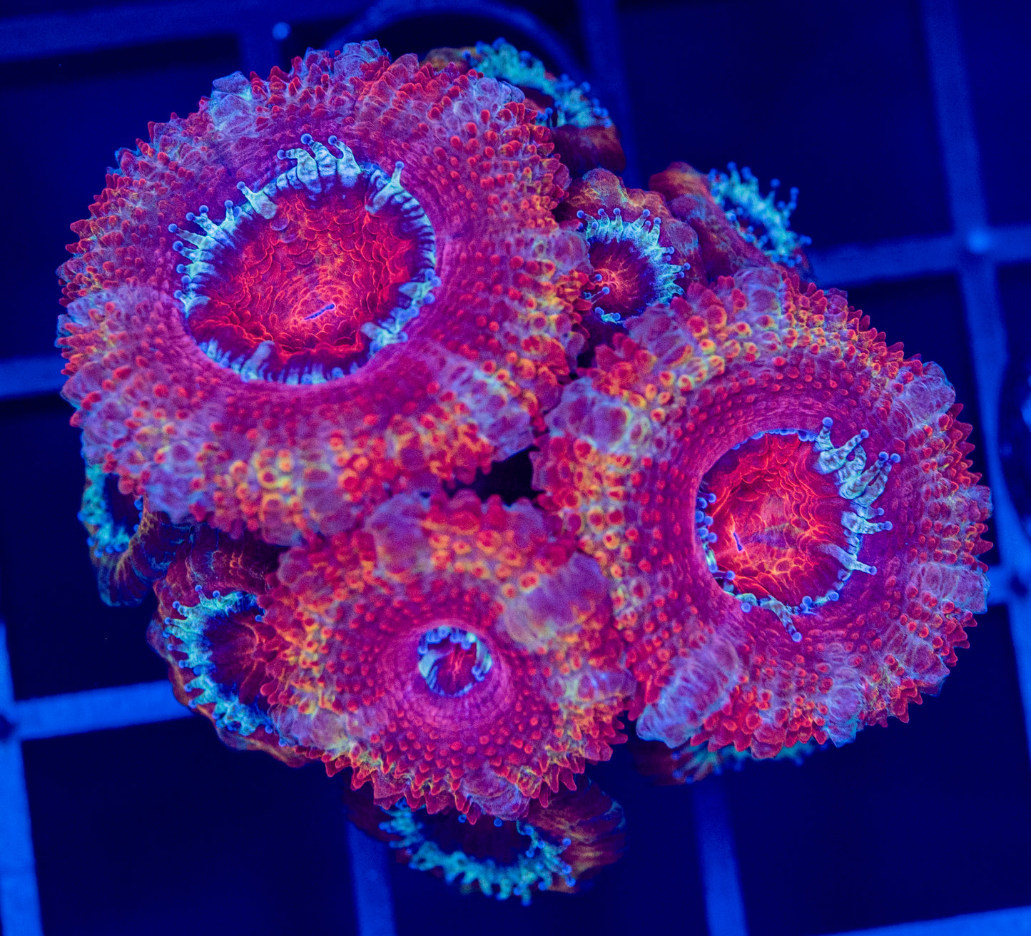 G51 Rainbow ACAN