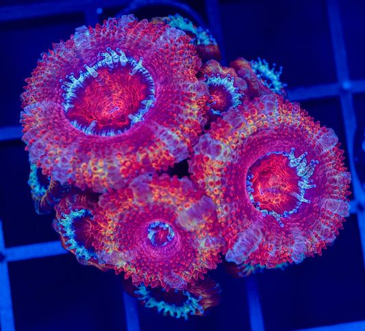 G51 Rainbow ACAN
