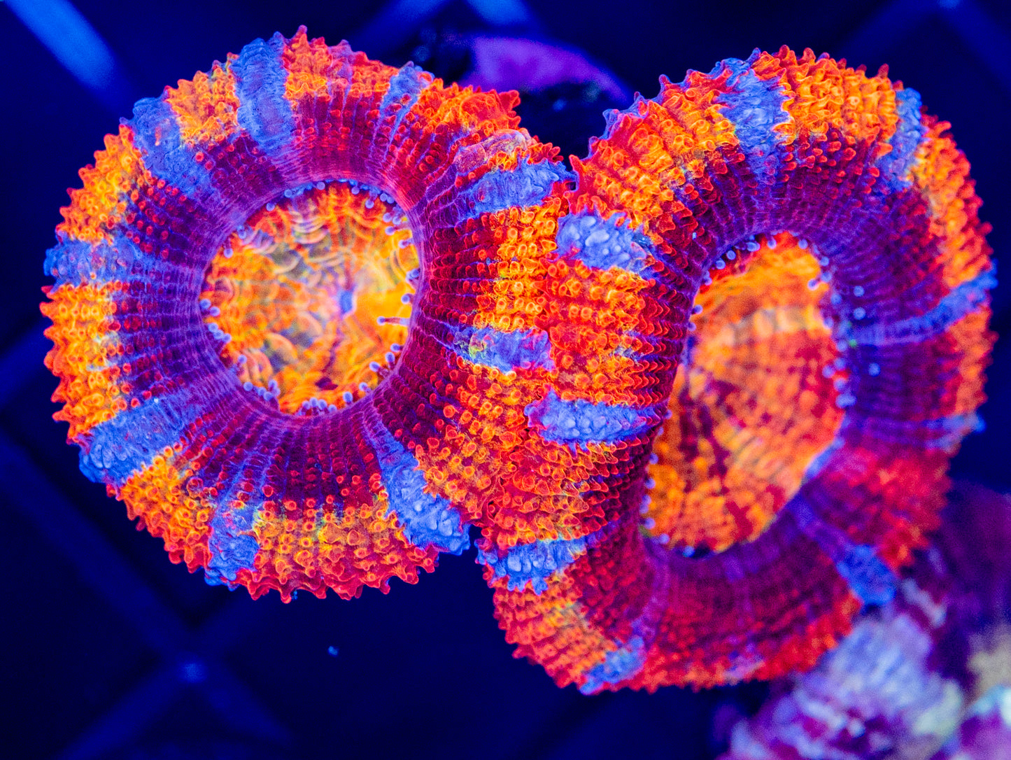 G64 ClownCar ACAN
