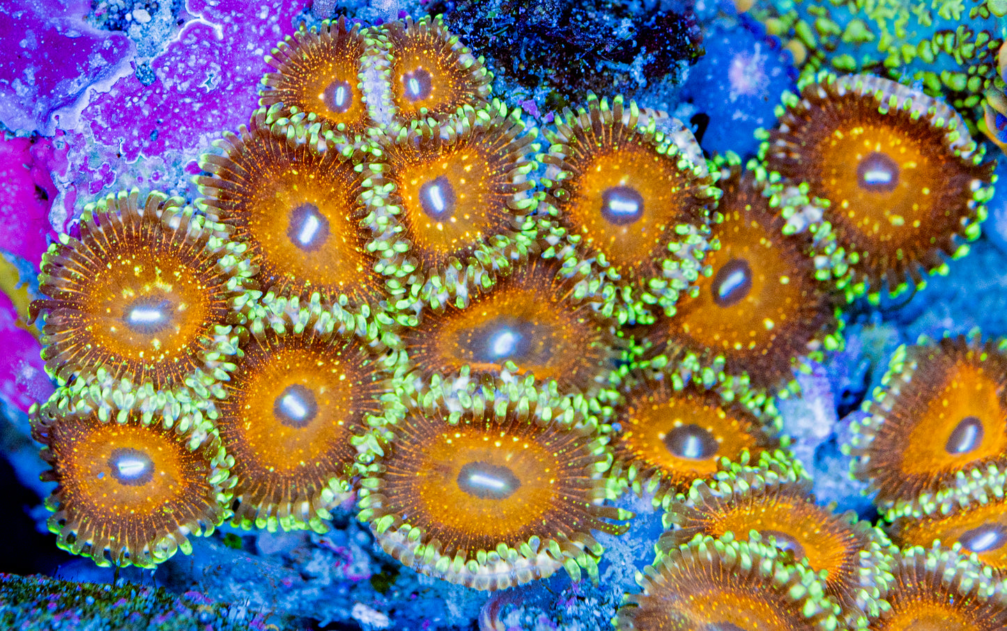 RAS Golden Glitz Zoa New Release