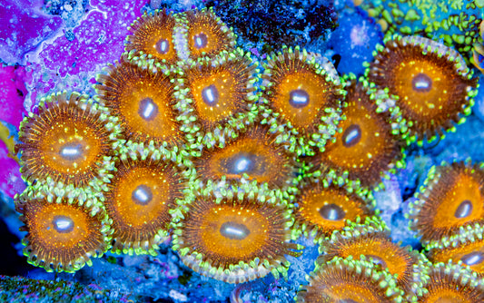 RAS Golden Glitz Zoa New Release