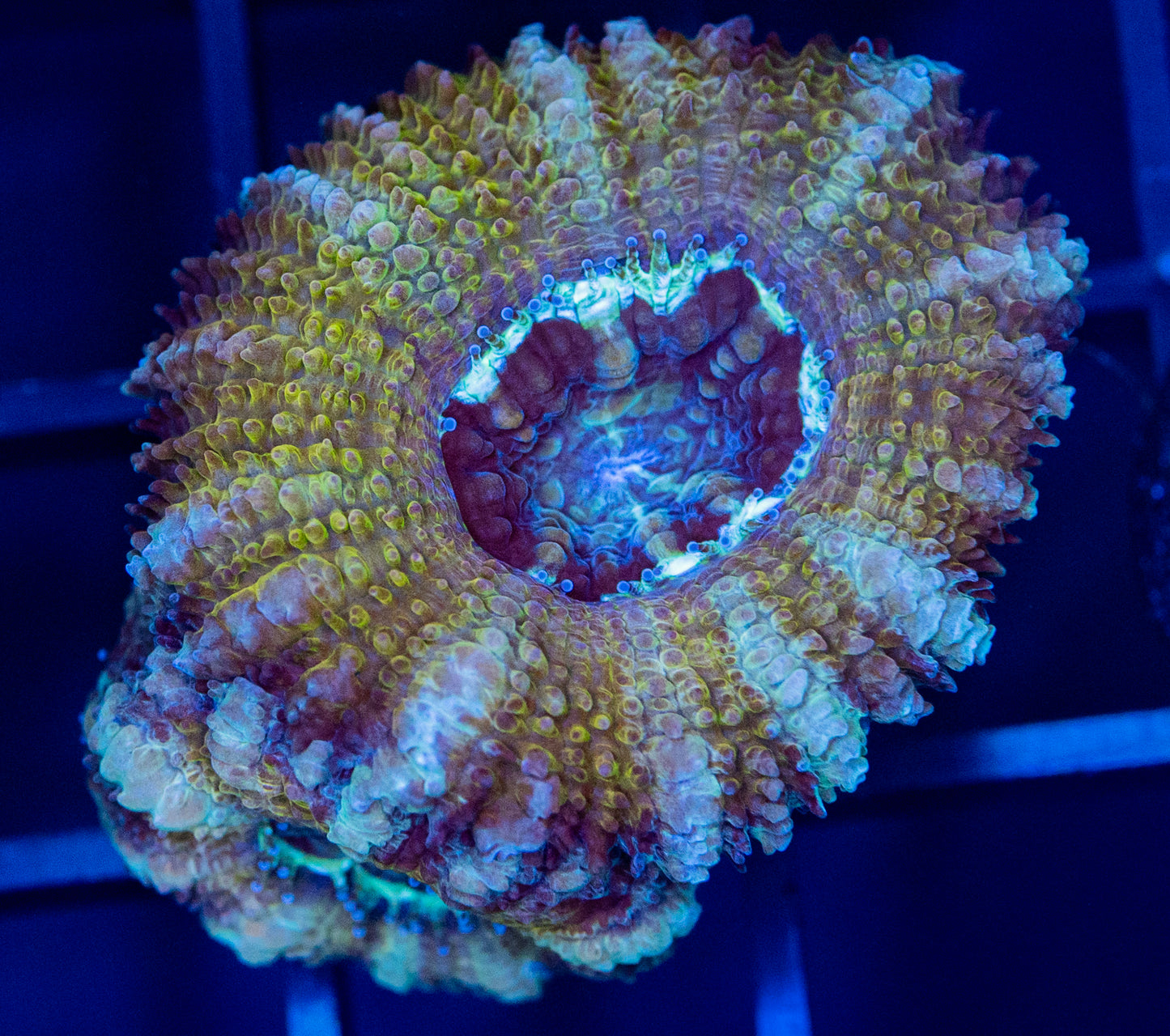 H38 ACAN