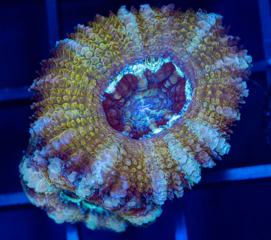 H38 ACAN