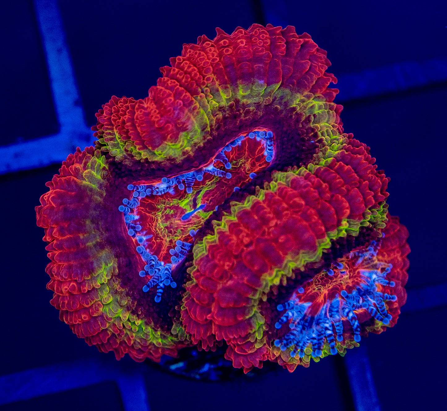 H49 ACAN