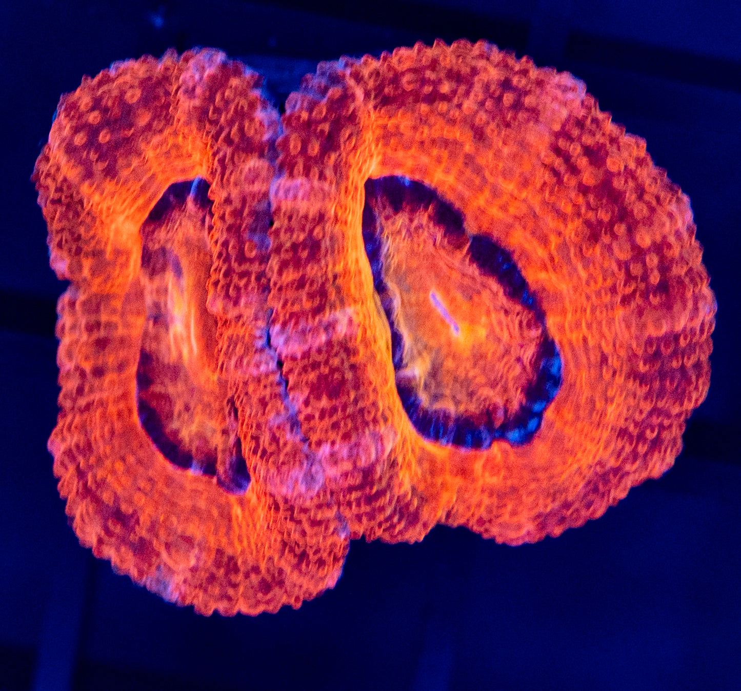 H54 ACAN