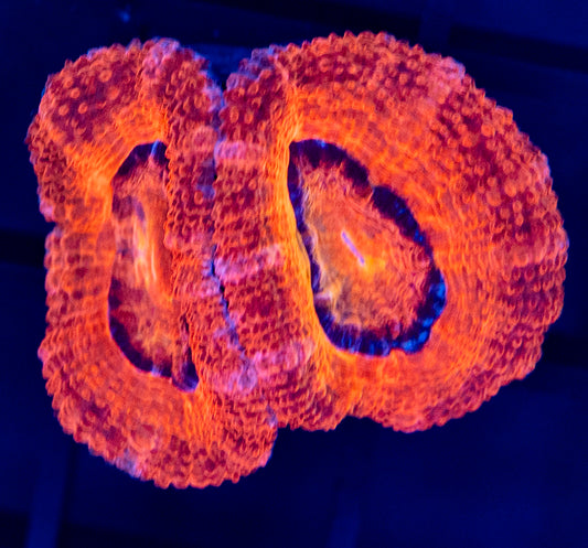 H54 ACAN