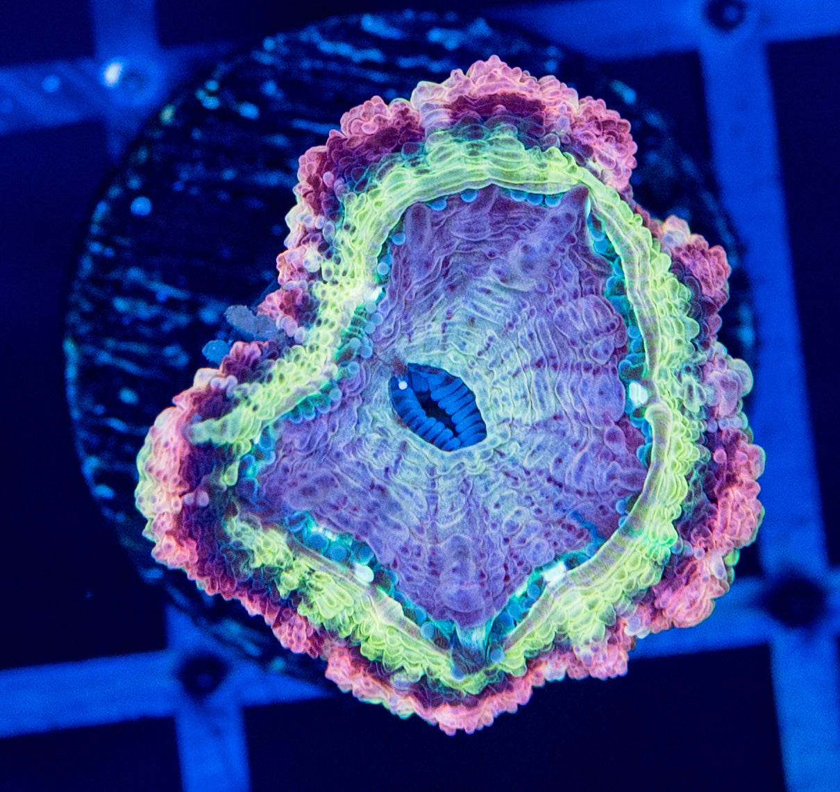 H55 Out Of Space Asian ACAN