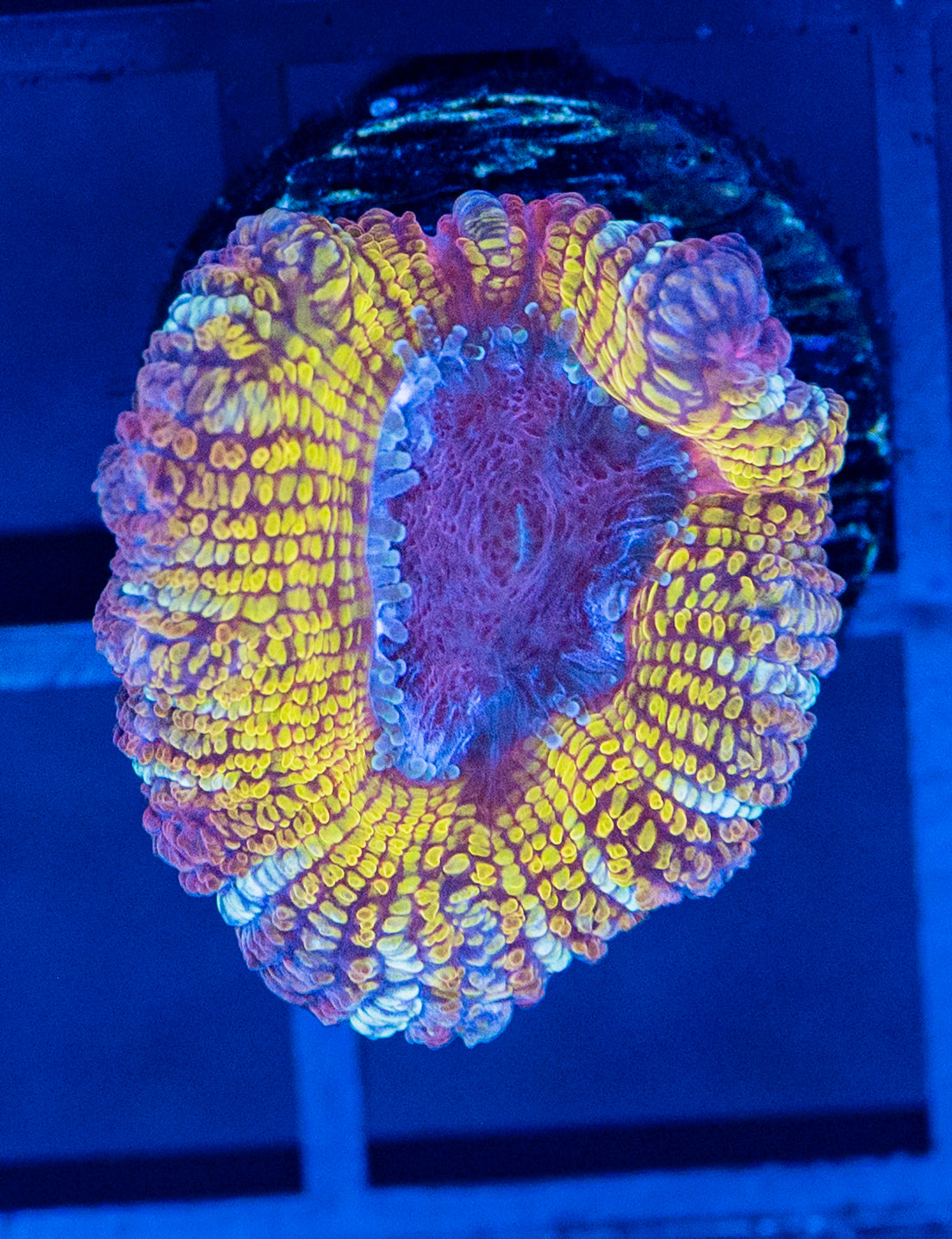 H56 HOLOGRAM ACAN