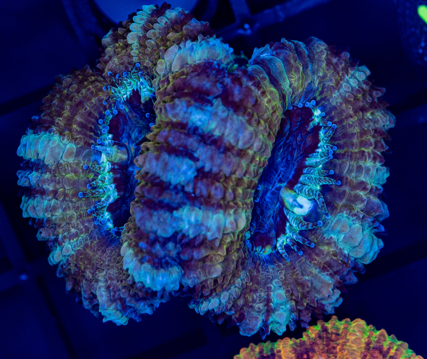 H57 ACAN