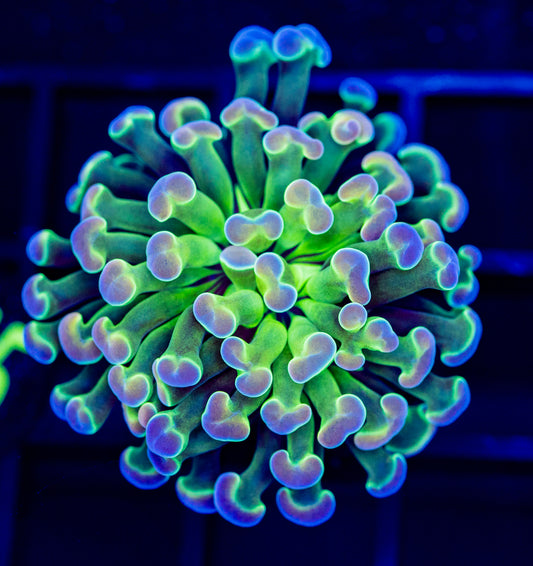 H58 Kdee HOLOGRAM HAMMER