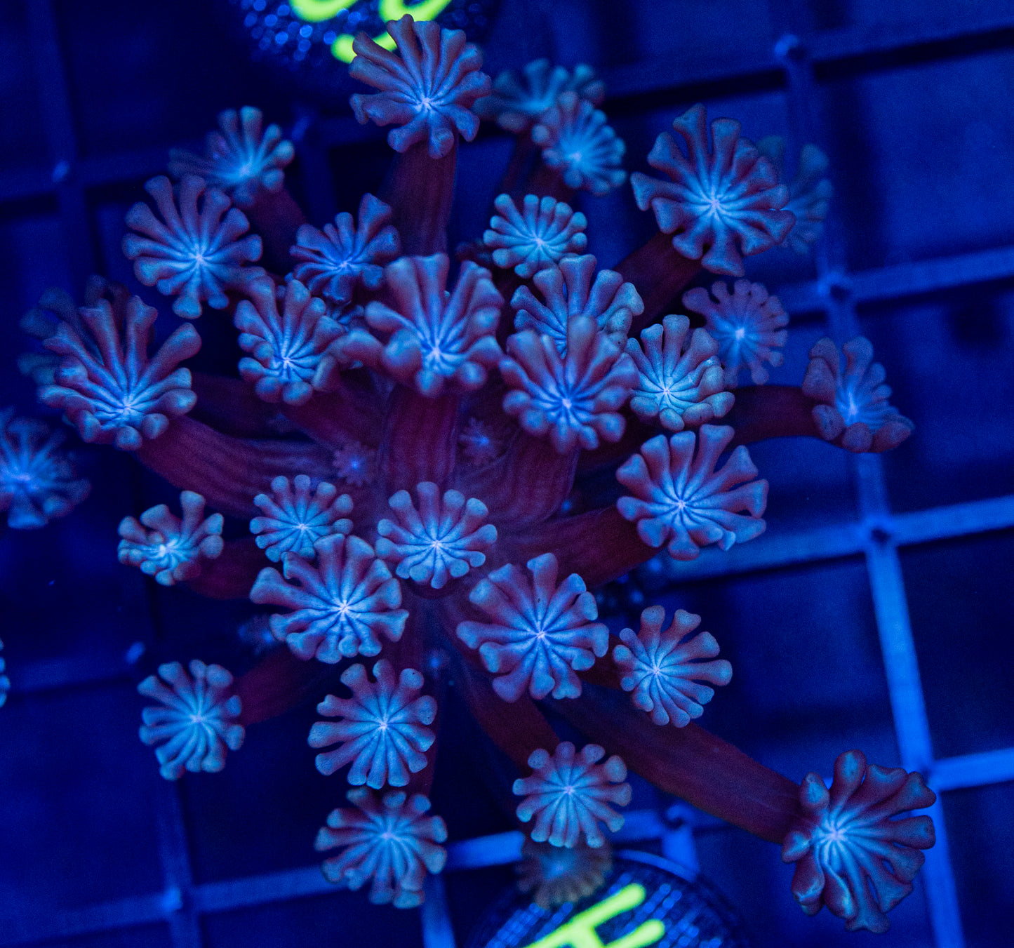 H63 ALVEOPORA