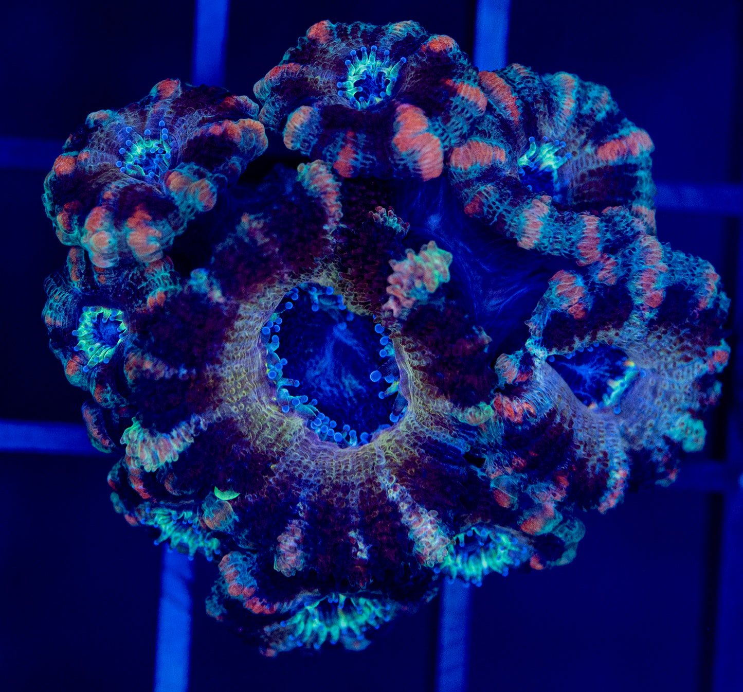 I35 TIGER ACAN