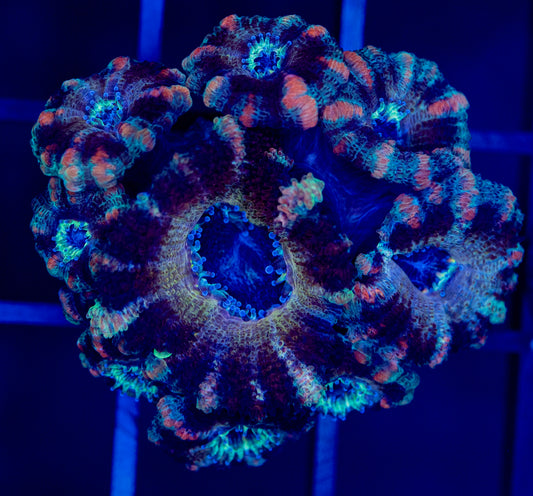 I35 TIGER ACAN