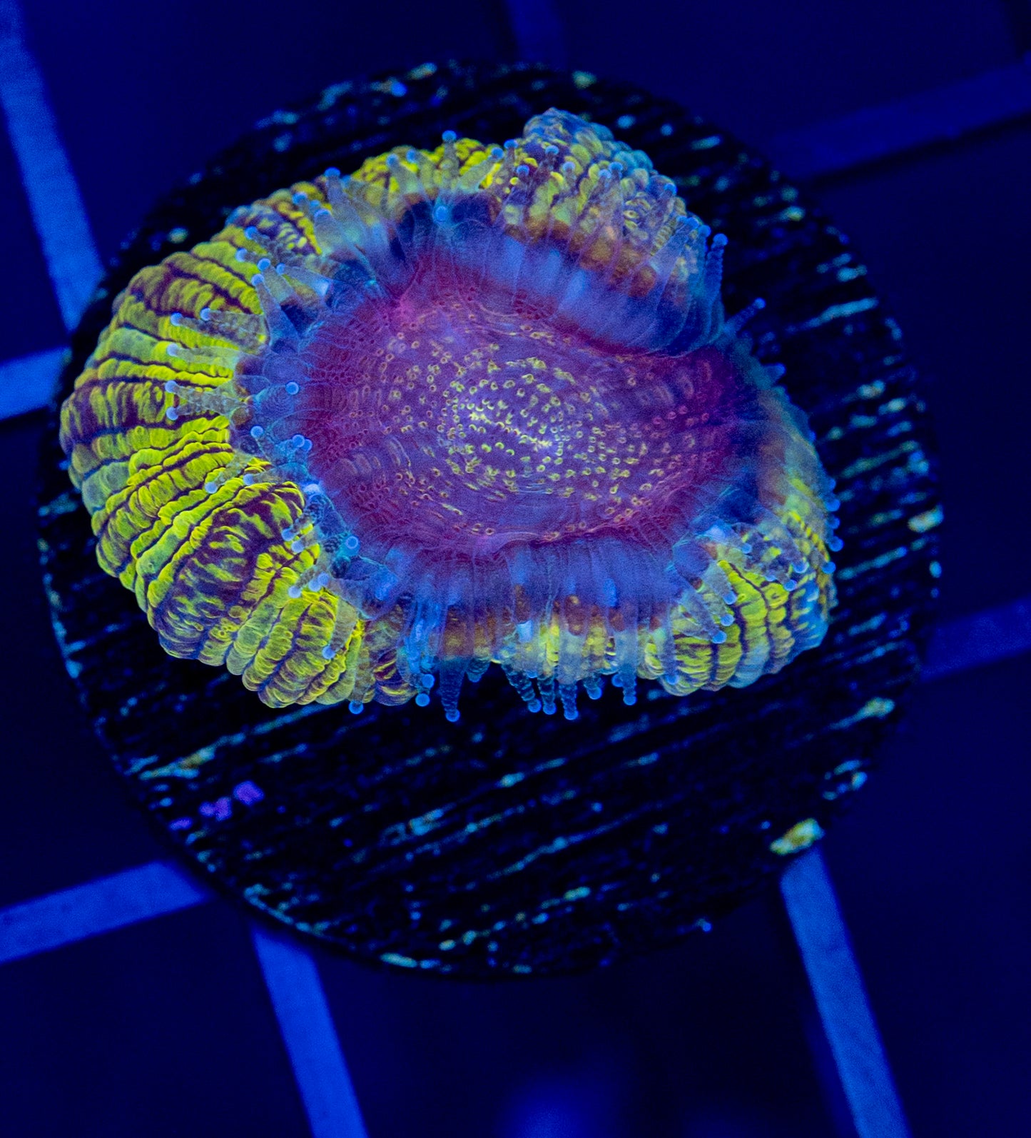 I38 HOLOGRAM ACAN