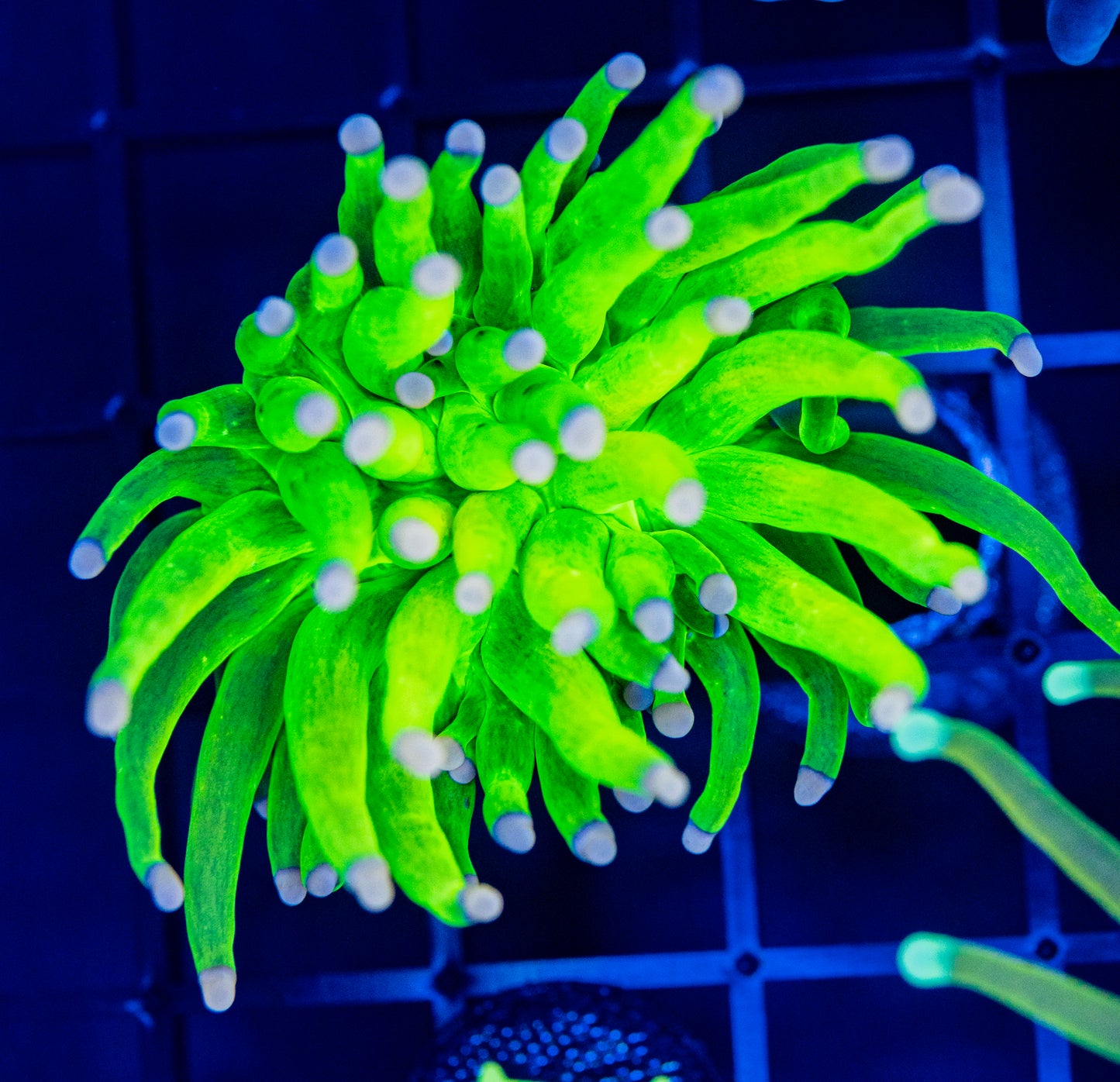 I39 Holy Grail pink tips TORCH