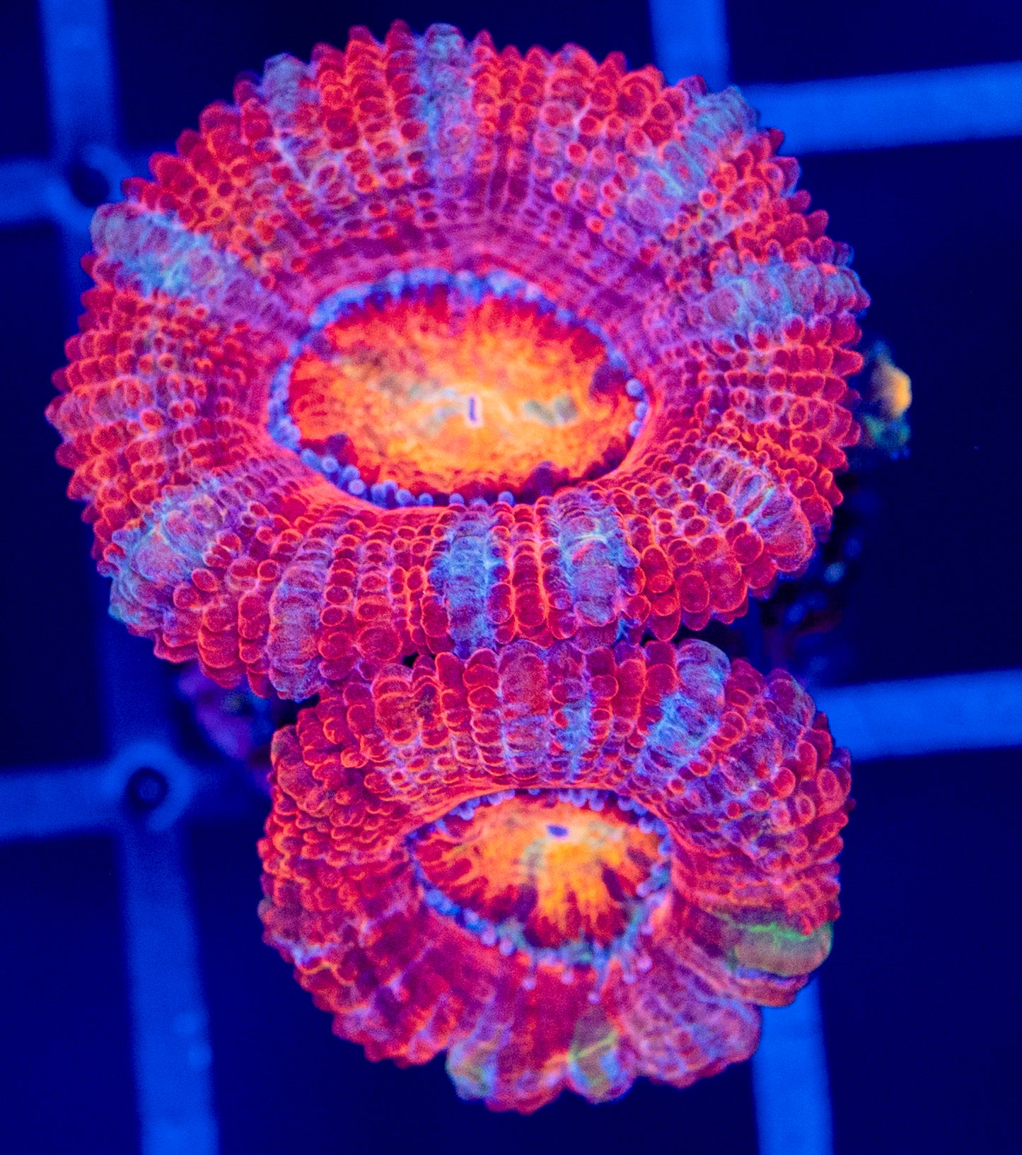 I40 ACAN
