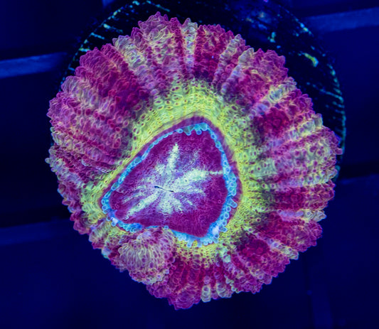 I50 Asian ACAN