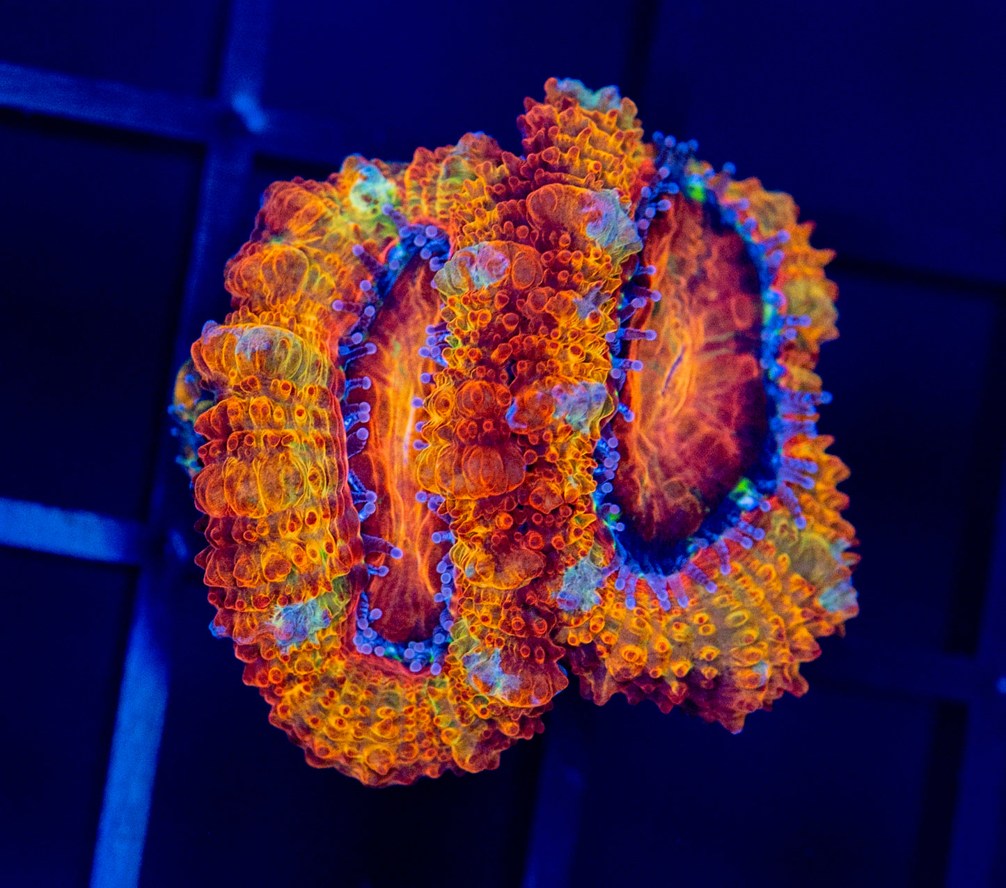 I52 RAINBOW ACAN