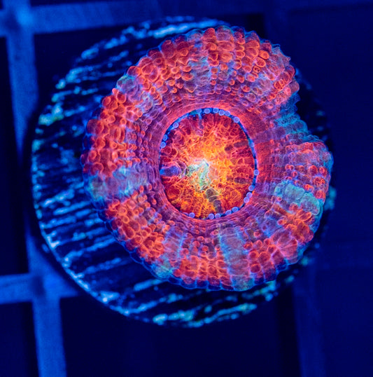 I55 ACAN