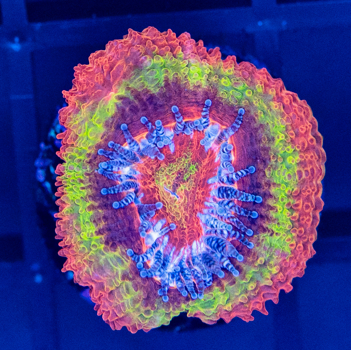 I61 Reverse BlackHole Sun ACAN