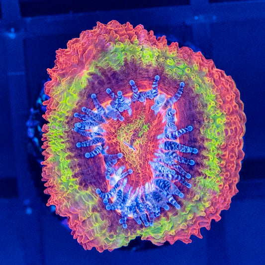 I64 Reverse BlackHole Sun ACAN