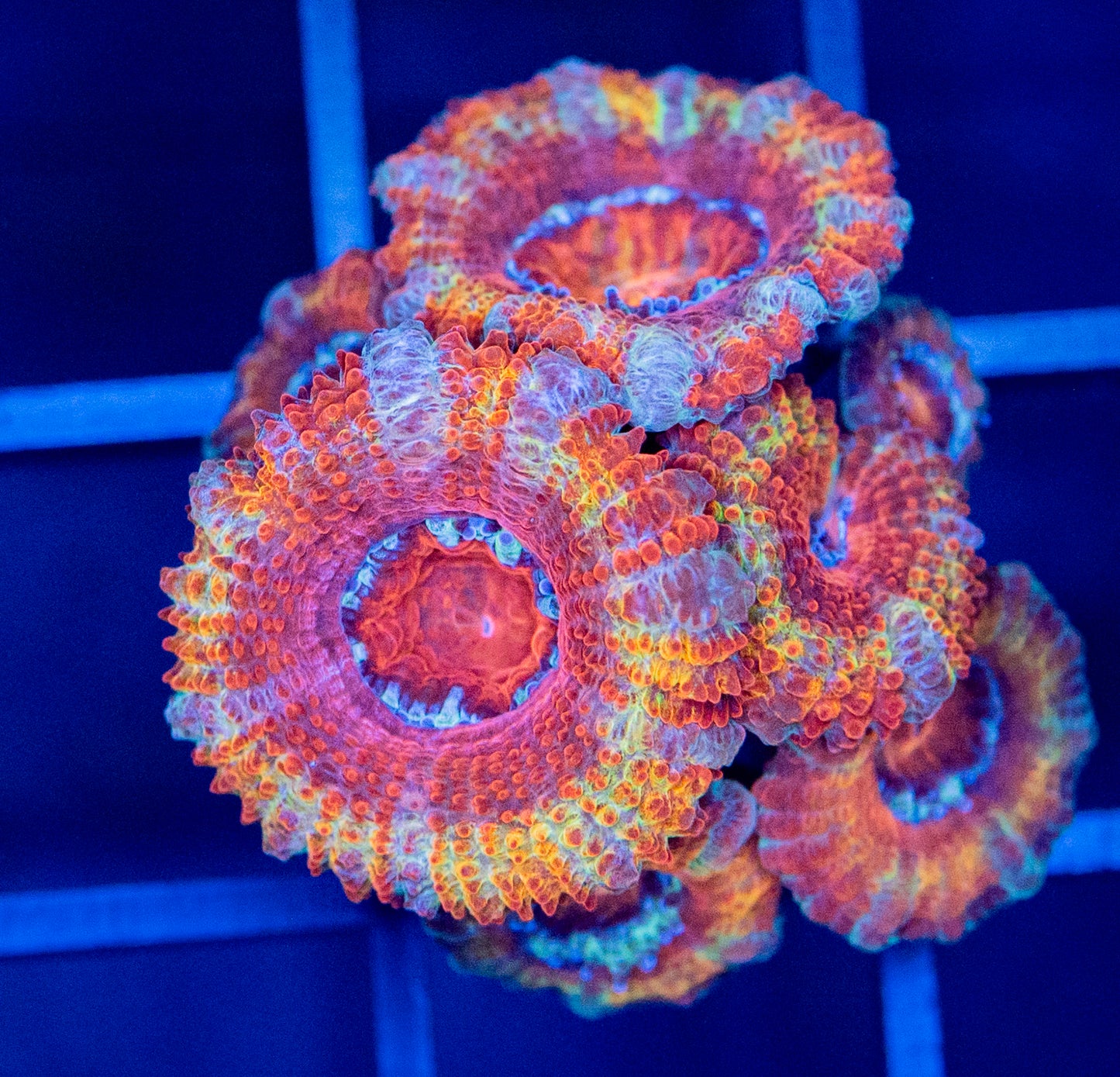 I63 Rainbow ACAN