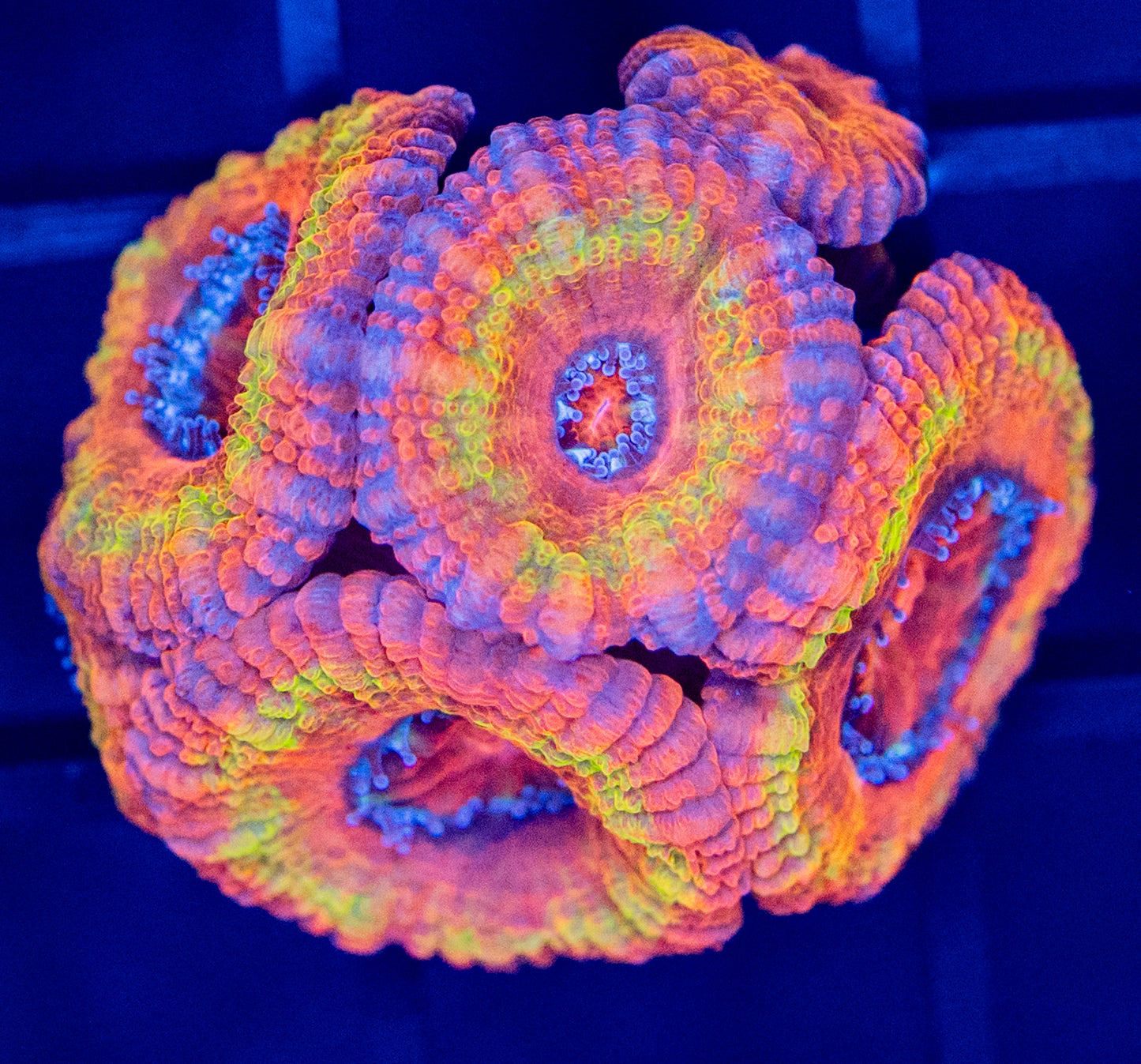 I65 Rainbow ACAN