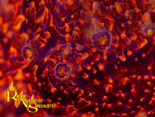 RAS Dante’s inferno chalice