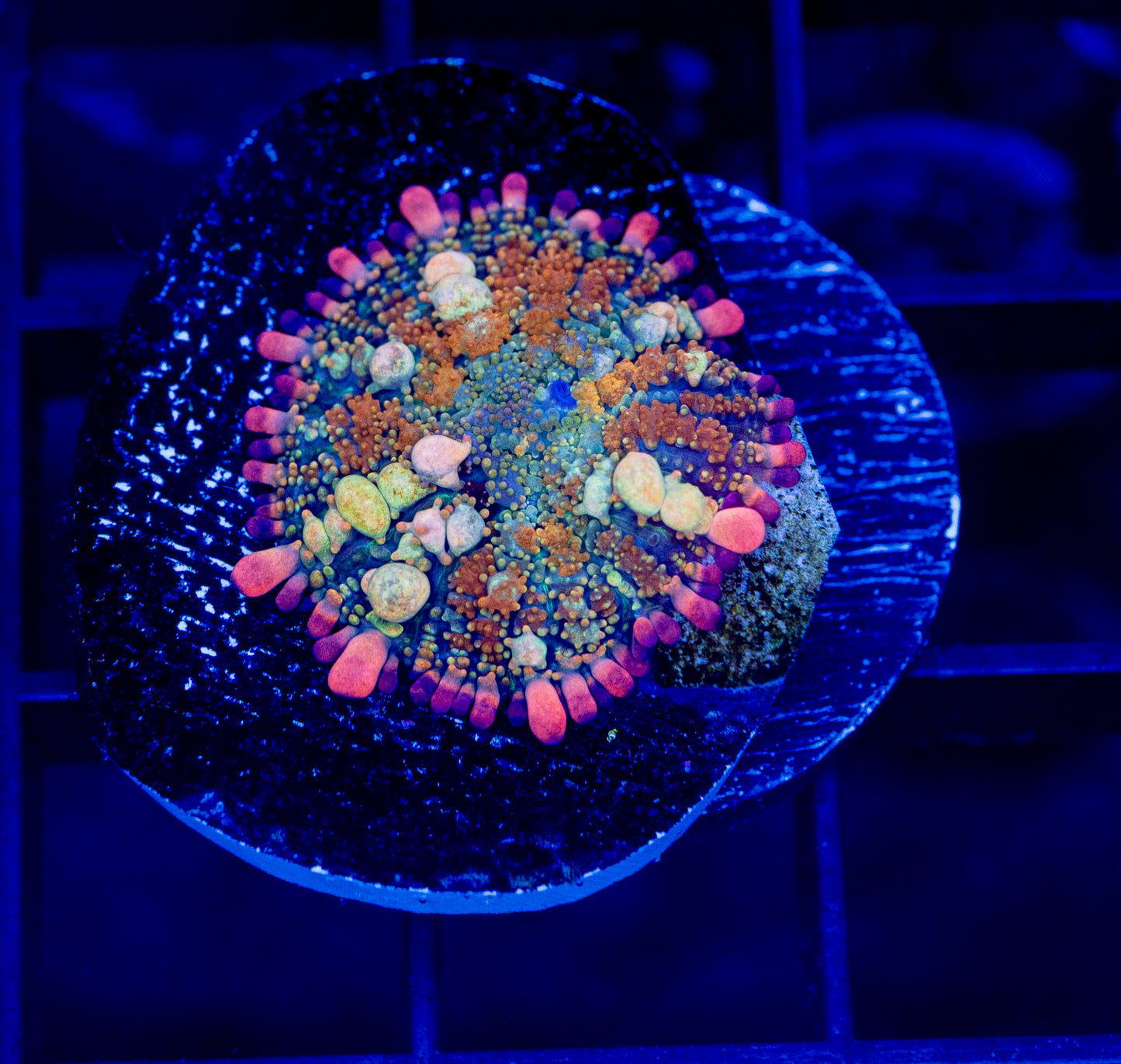 OT7 Rainbow Bounce mushroom