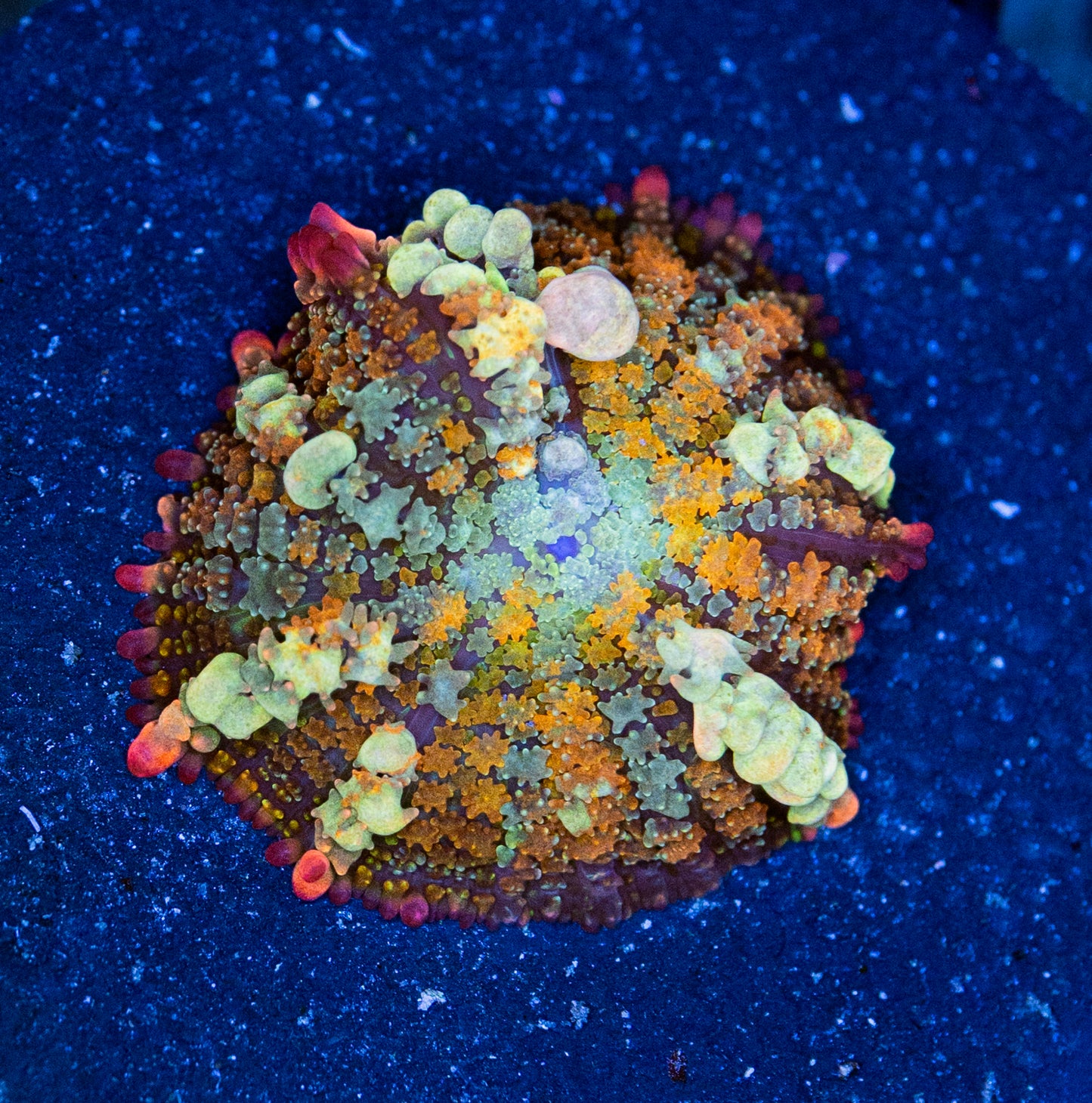 OT7 Rainbow bounce mushroom