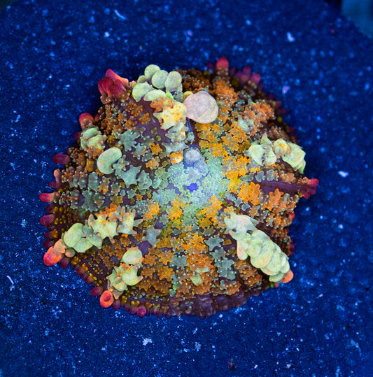 OT7 Rainbow bounce mushroom