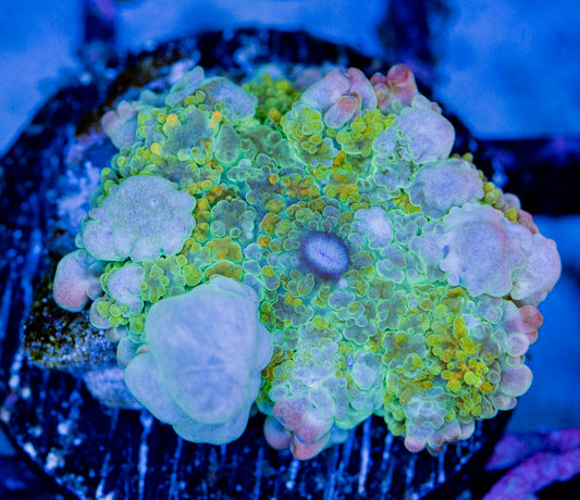 Mother RAS Dragonite Bounce mushroom