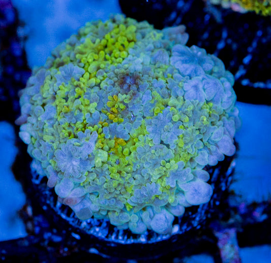 RAS Dragonite Bounce mushroom