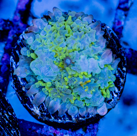 RAS Dragonite Bounce mushroom