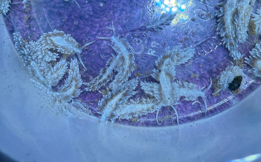 Berghia Nudibranch Aiptasia Eater