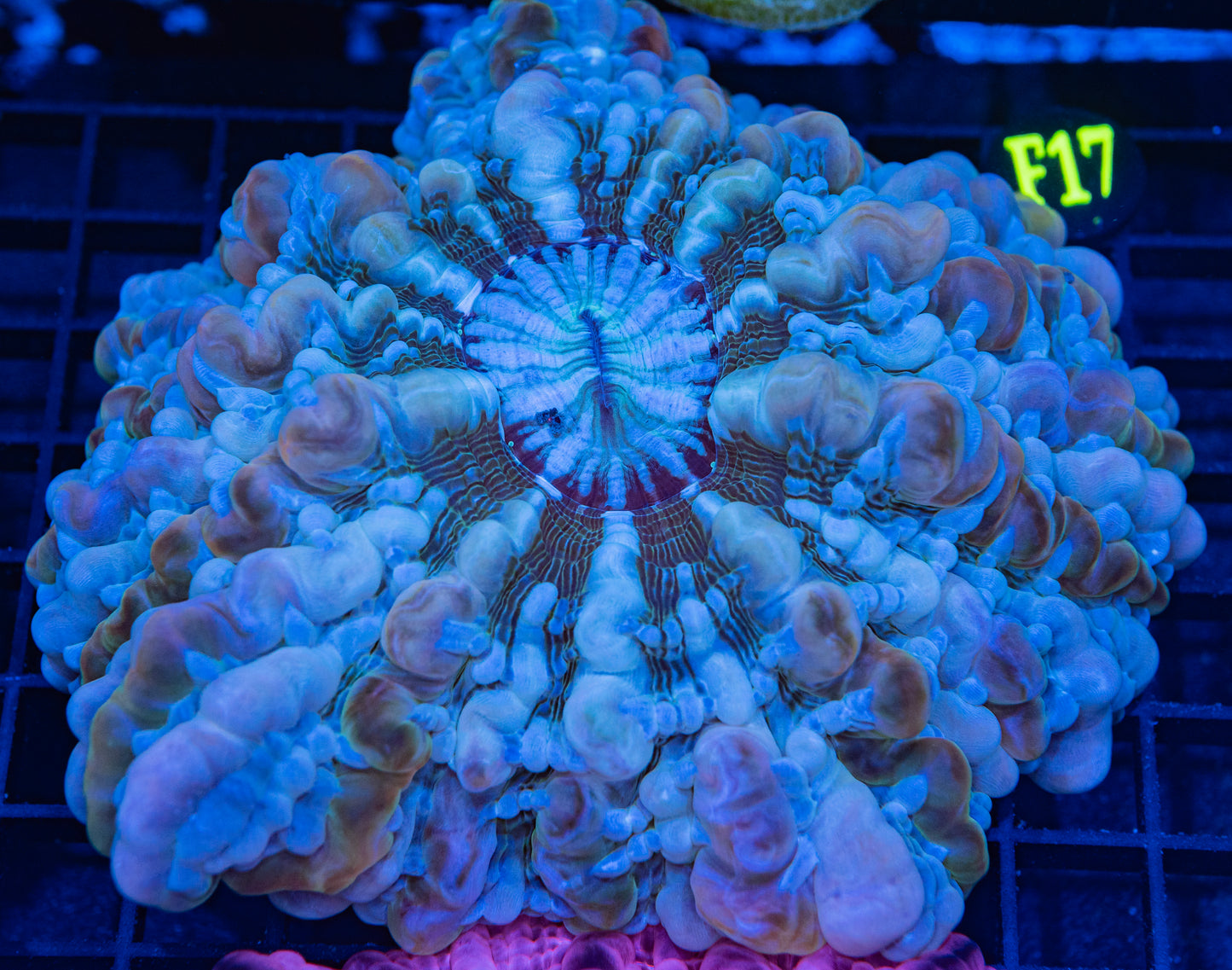 Indophyllia F17B