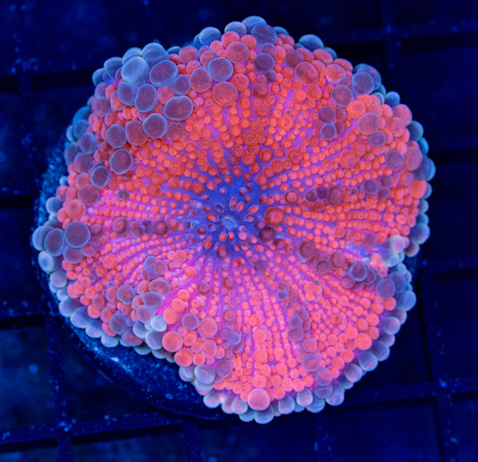 J08B Bubbleyum YUMA Jumbo