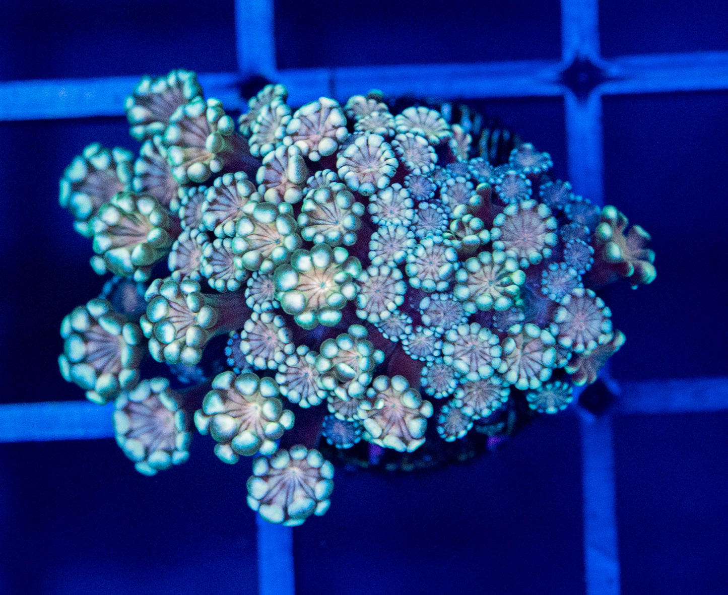 J31 ALVEOPORA