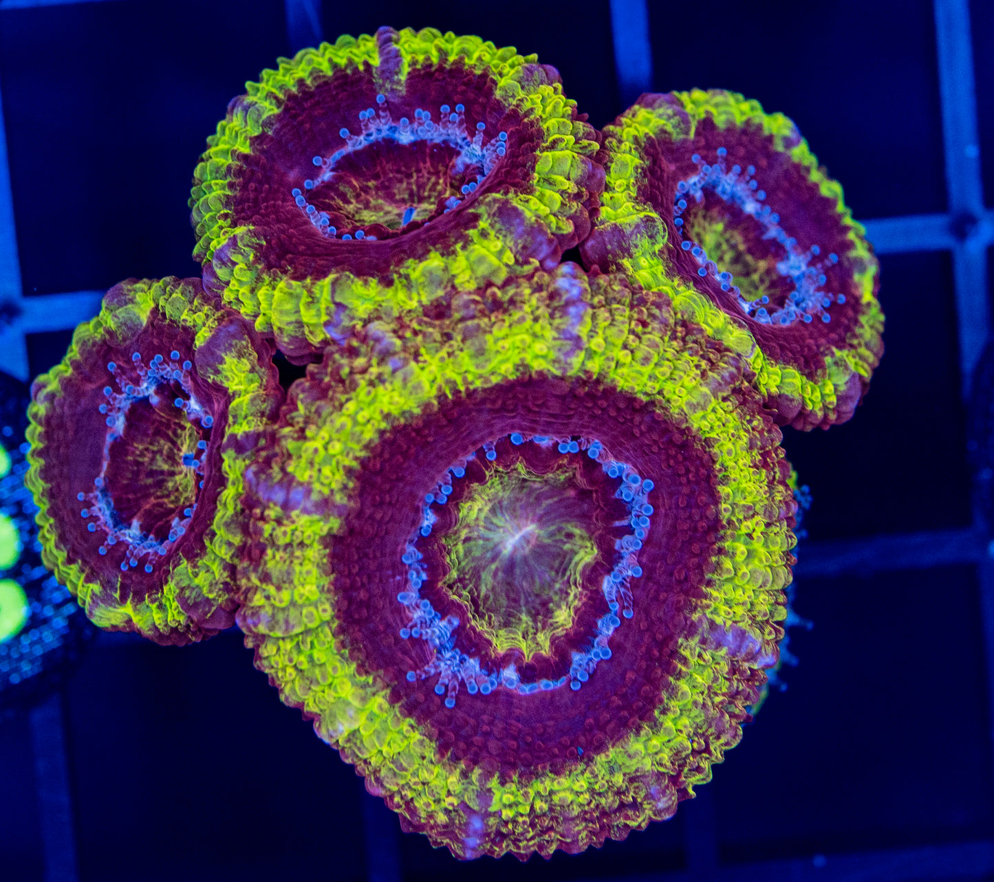 J38 RAS Fireball ACAN