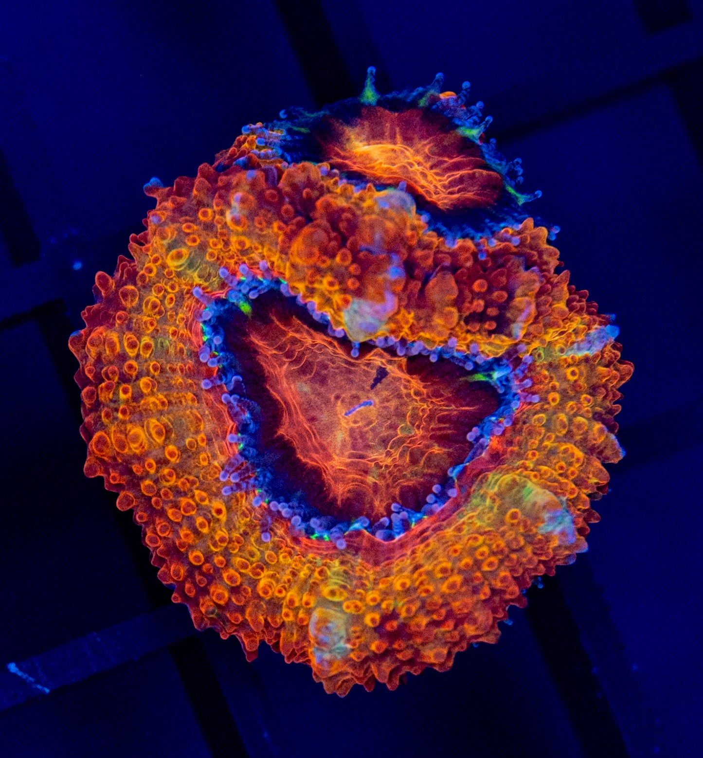 J50 RAINBOW ACAN