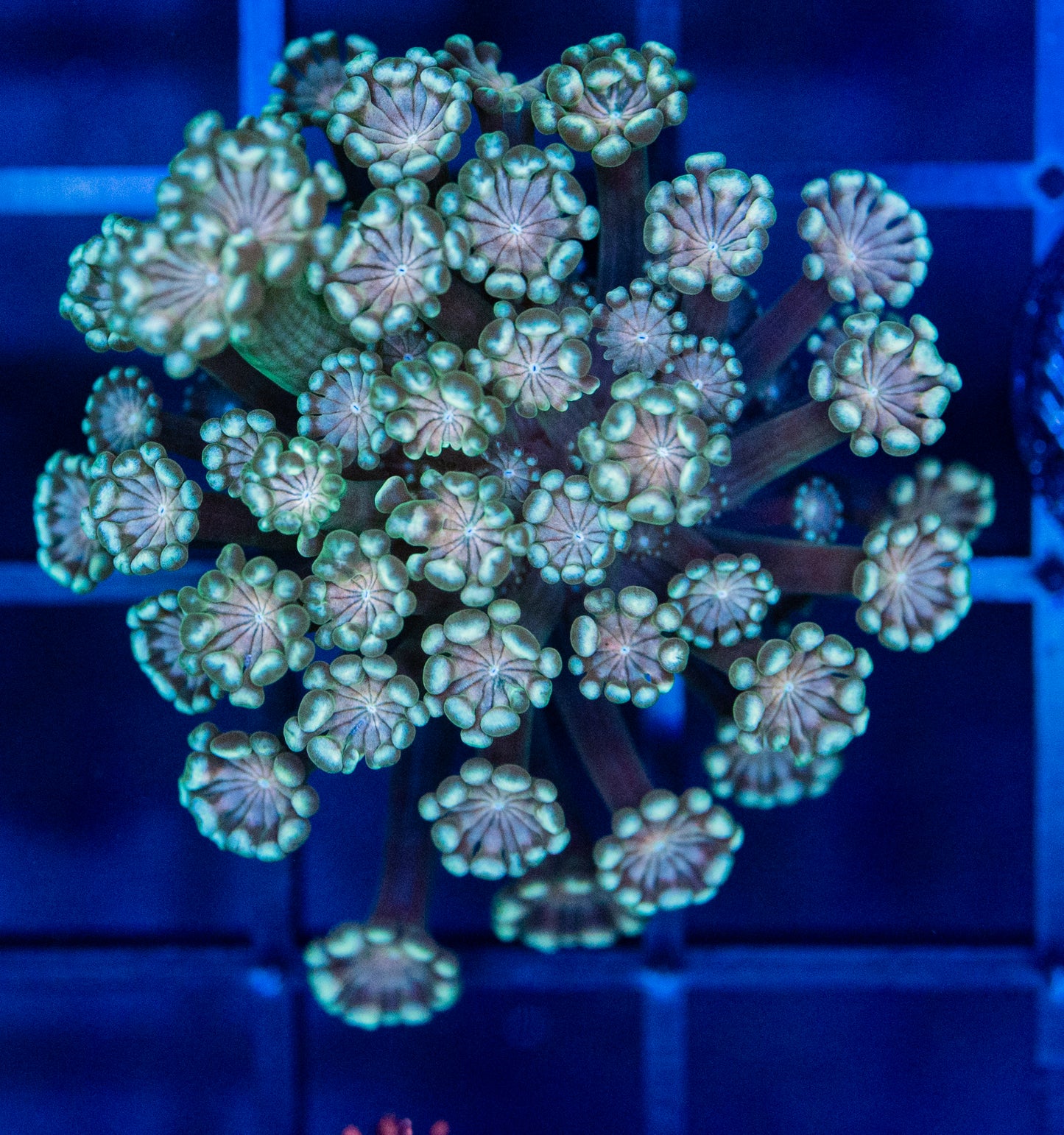 J61 ALVEOPORA