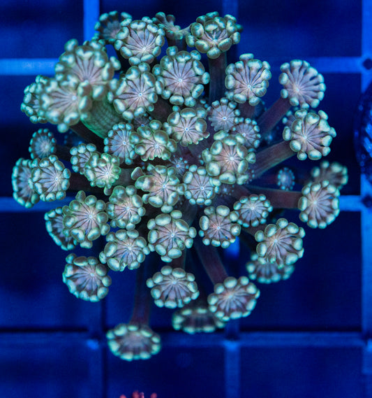 J61 ALVEOPORA
