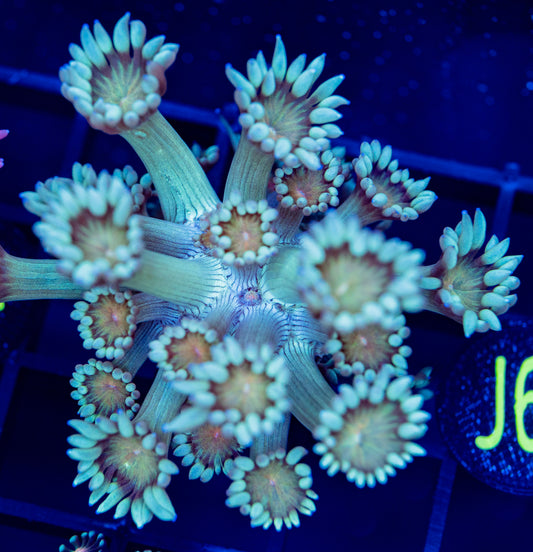 J62 GONI