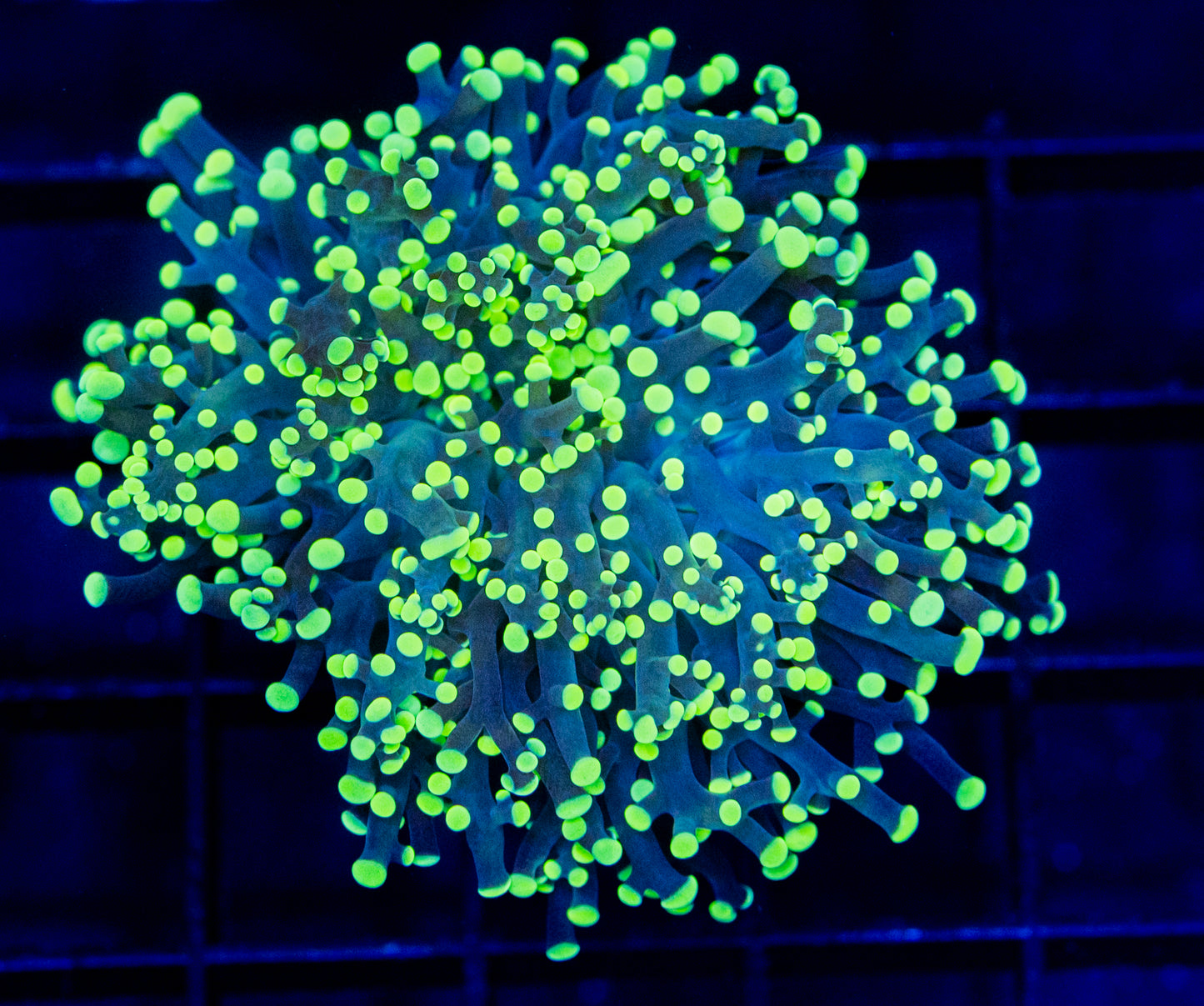 K07 FROGSPAWN