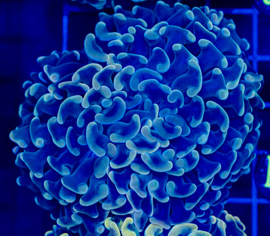 K17 Big Branching HAMMER