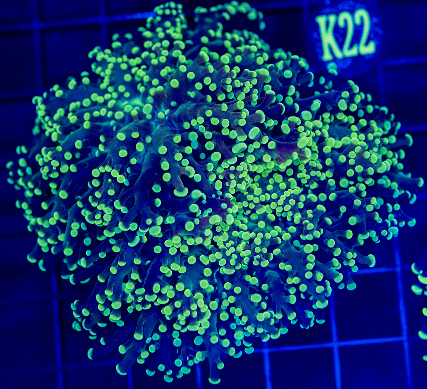 K22 FROGSPAWN