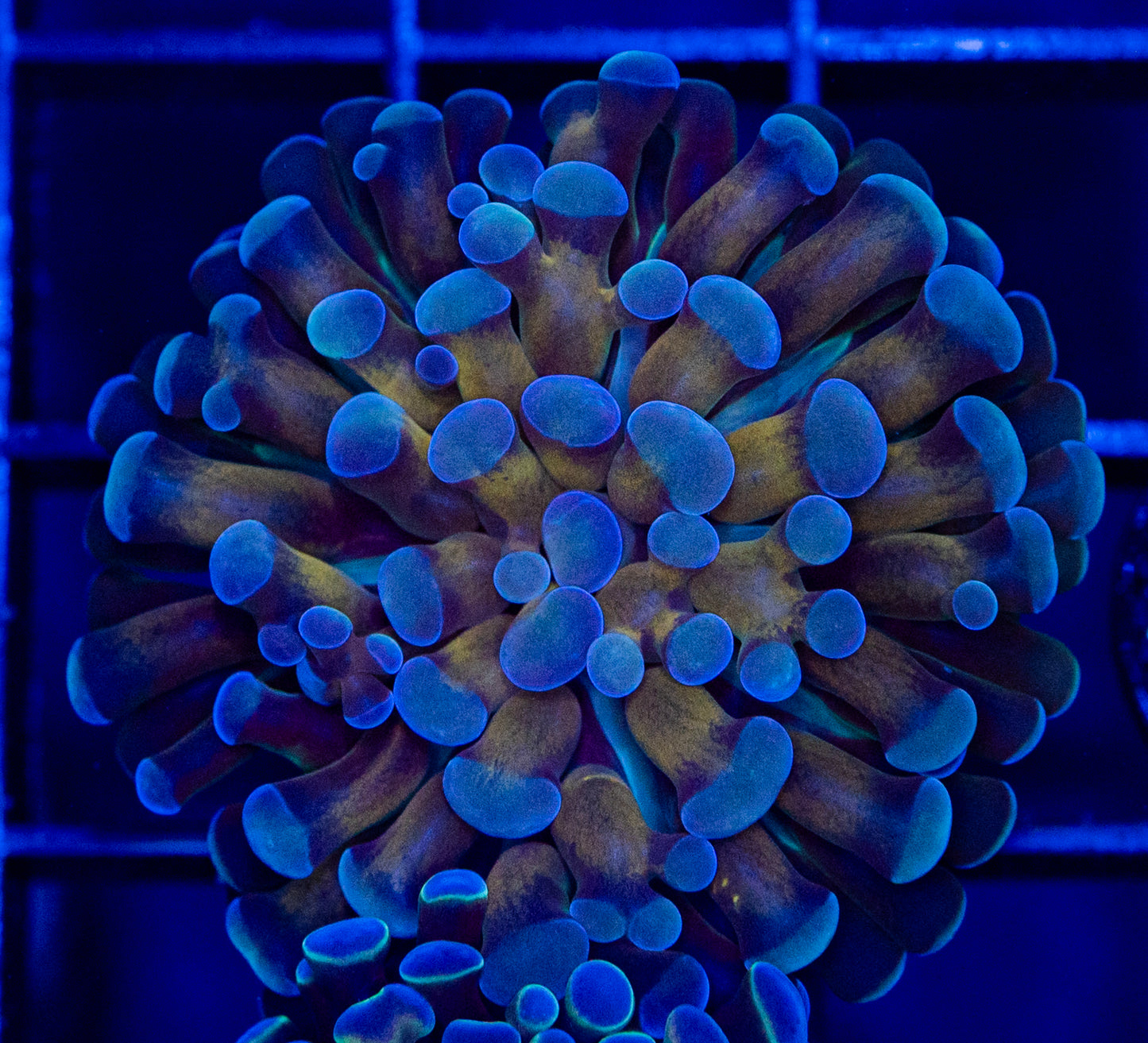 L06 Unique Hammer